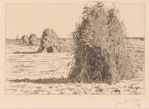 Field with sheaves of corn