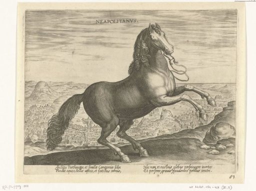 Horse from Naples