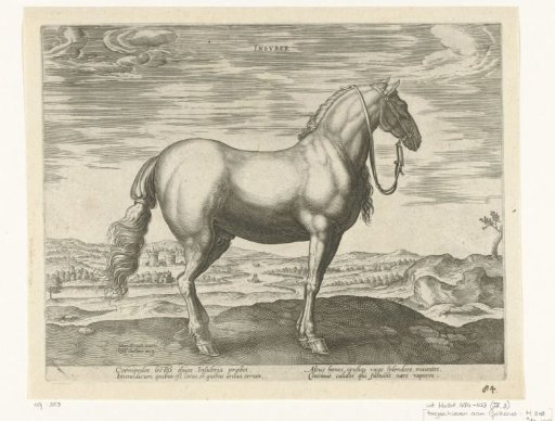 Horse from North Italy (Insuber)