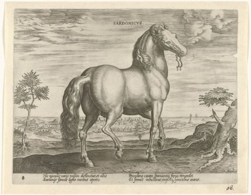 Horse from Sardinia