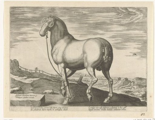 Horse from Corsica
