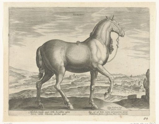 Horse from Albania