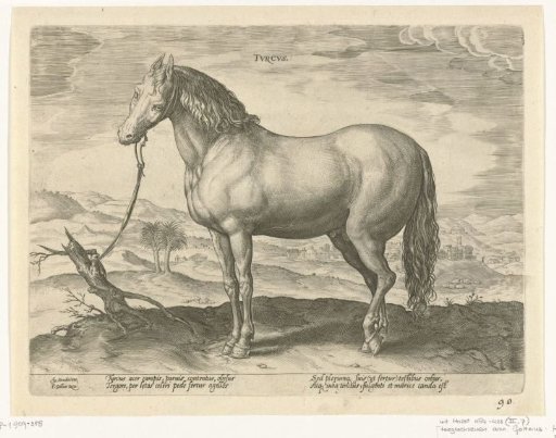 Horse from Turkey