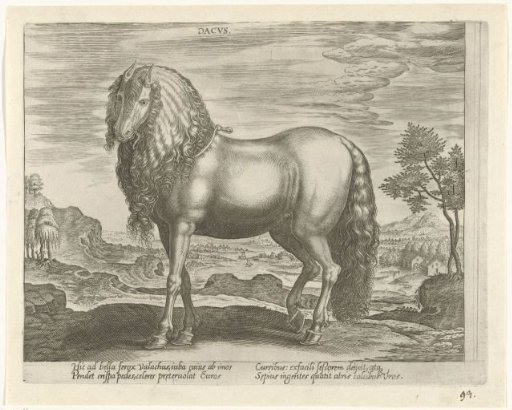 Horse from Romania (Dacus)