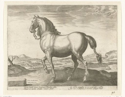Horse from Flanders