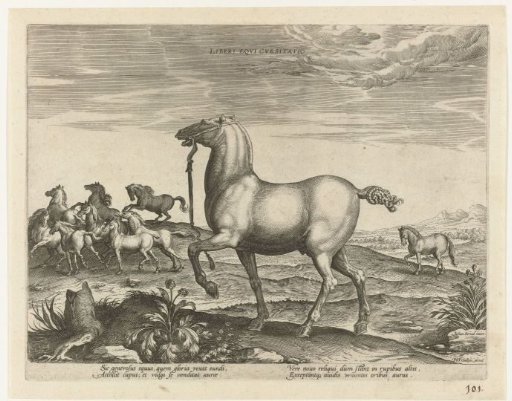 Herd of Wild Horses