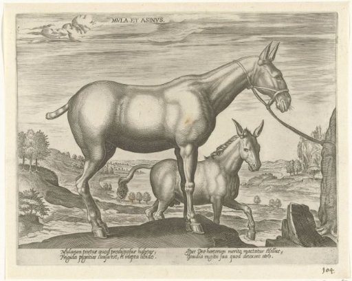 Mule and Donkey