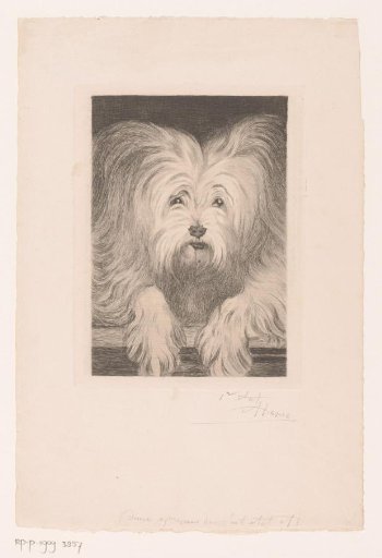 Head of a Maltese