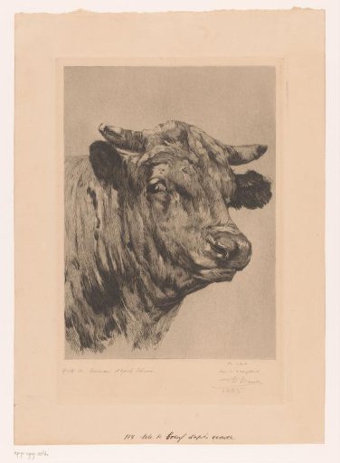 Head of a Bull