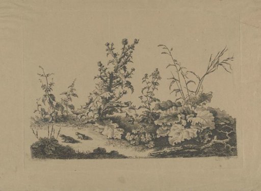 Landscape study with thistles and frogs