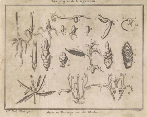 Growth of plants and flowers