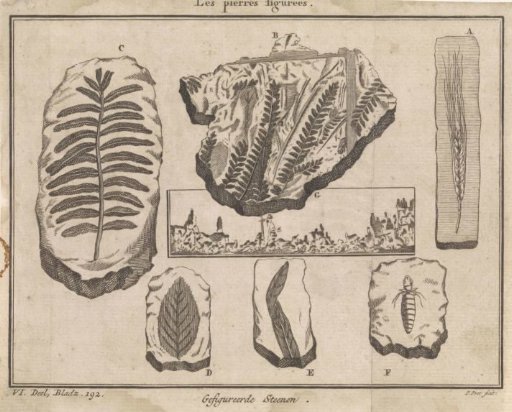 Fossils