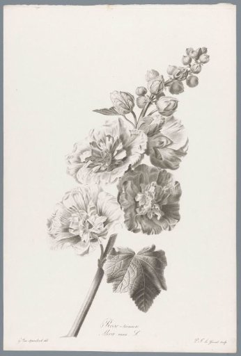 Hollyhock