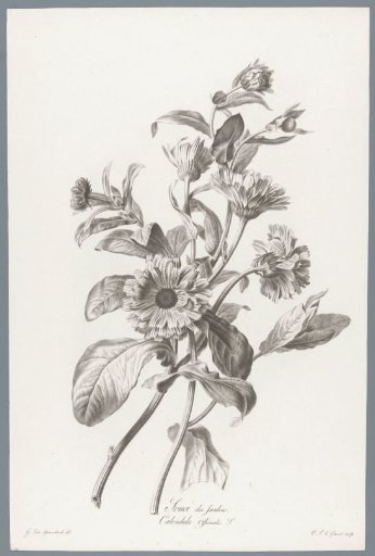 Marigold