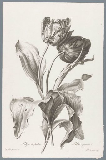 Tulip
