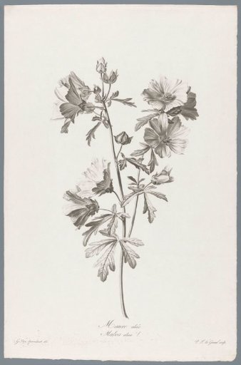 Five-petaled cornflower