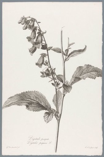 Foxglove