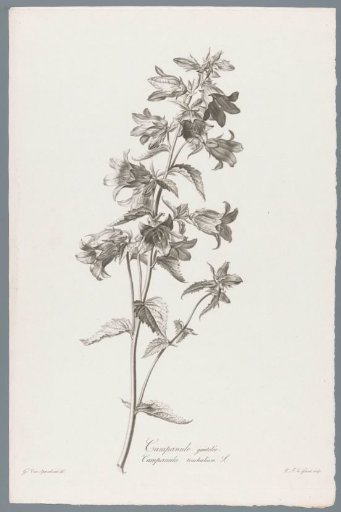 Rough bellflower