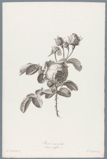 Double rose