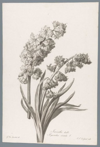 Hyacinth