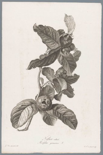 Medlar