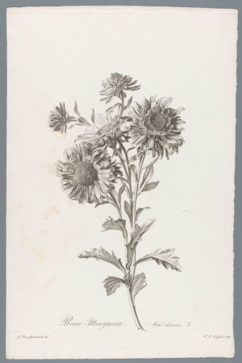 Chinese aster
