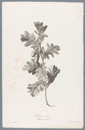 Summer oak