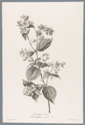 Common jasmine