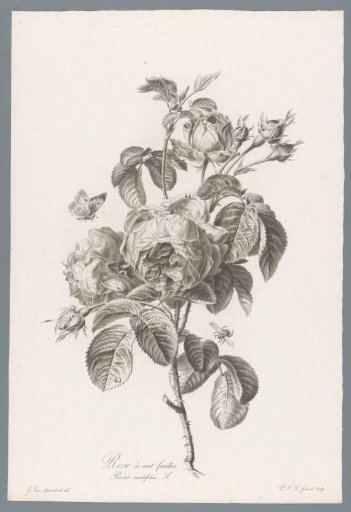 Double-flowered rose