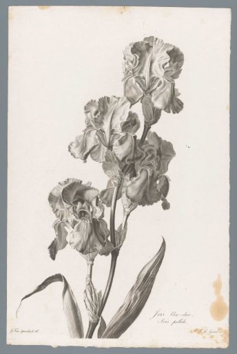 Dalmatian iris