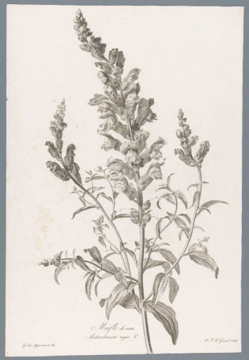 Great snapdragon
