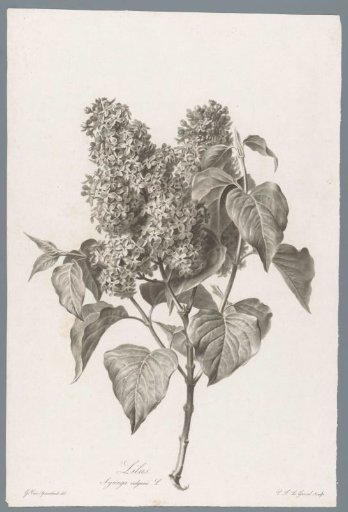 Lilac