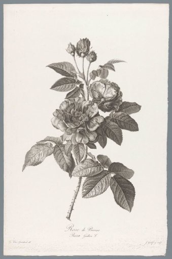 French rose