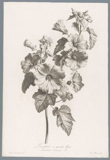 Large-flowered lavatera