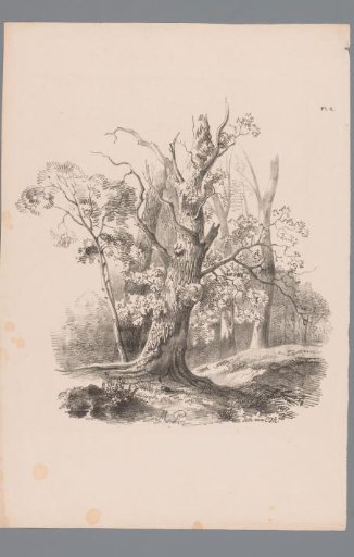 Forest View