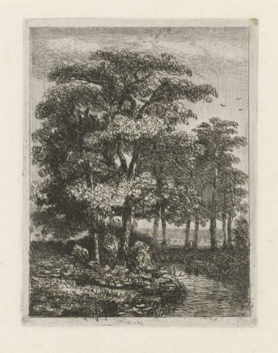 Trees by a brook