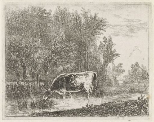 Cow at the edge of the woods
