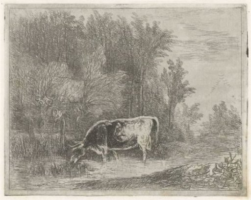 Cow at the edge of the woods