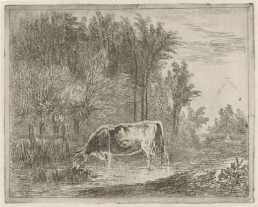 Cow at the edge of the woods