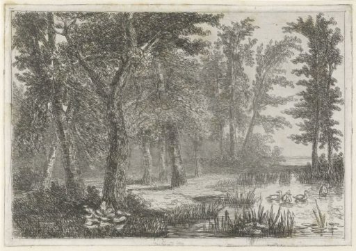 Forest view with a small pond with ducks