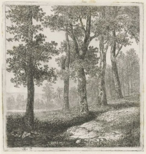 View of a forest edge
