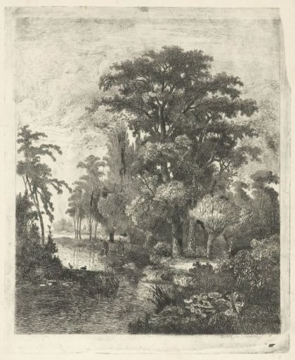 Forest view with two duck nests in a river