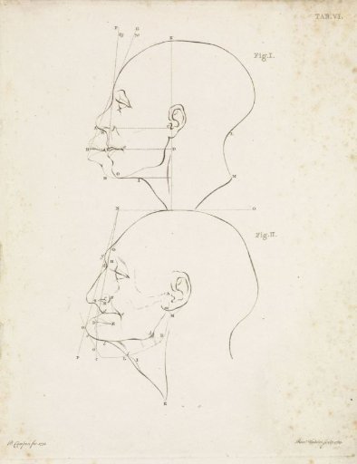 Study of two human heads