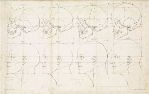 Study of a Human Head and Skull