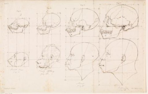 Study of two monkey heads and two human heads