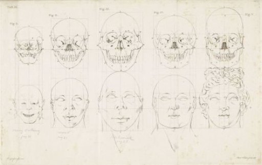 Study of an Ape's Head and a Human Head and Skull