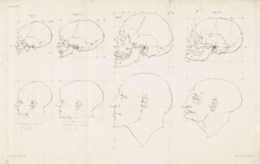 Study of a human head and skull at different ages