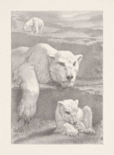 Three polar bears