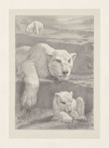 Three polar bears