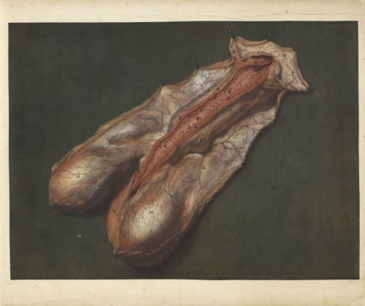 Anatomical study of the penis